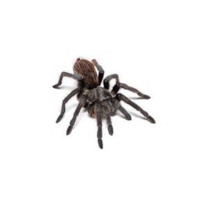 Image hover effect image