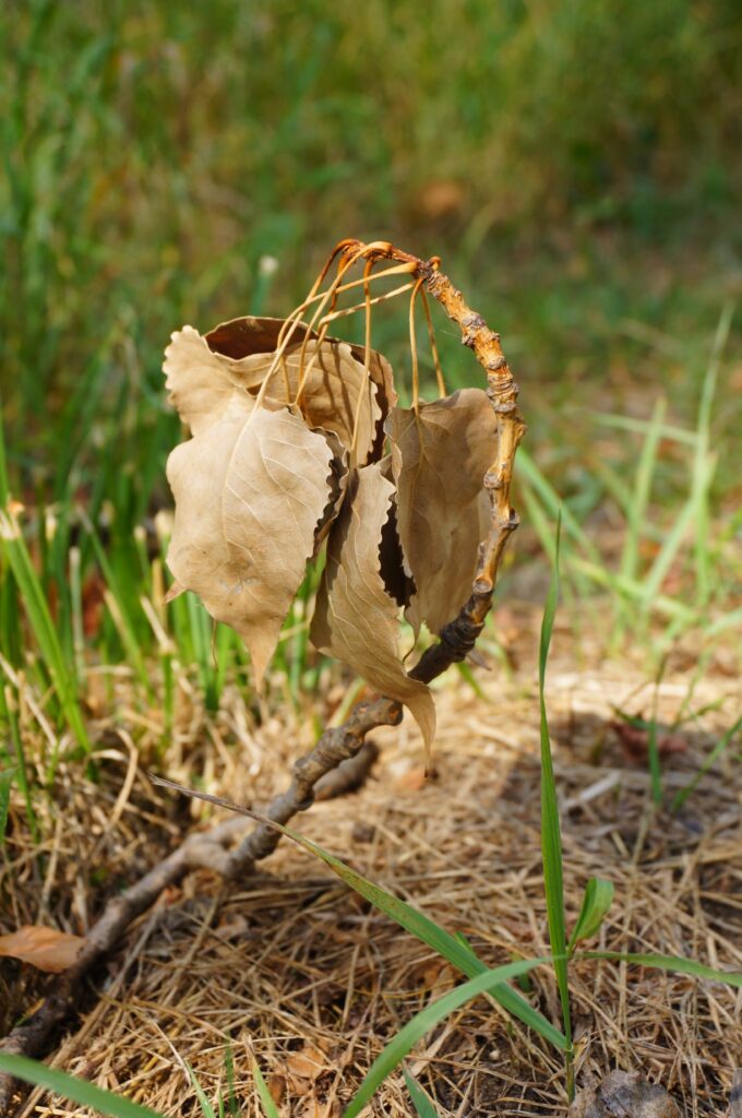 Root Rot