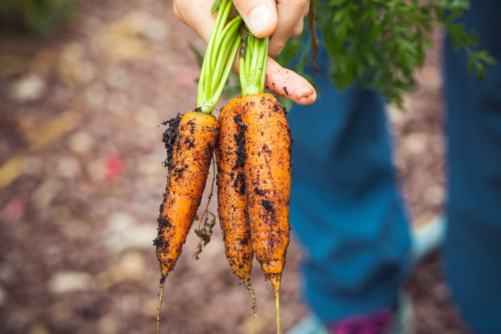 Carrot harvesting