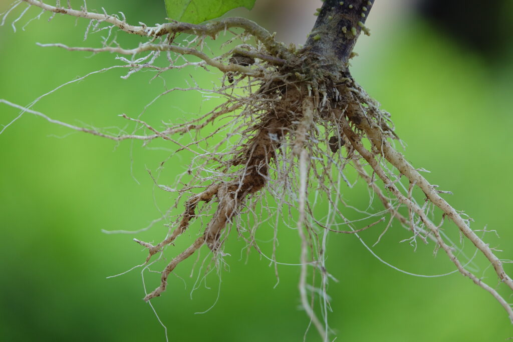 Root Rot