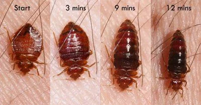 Bed Bugs Infestation: What to Do