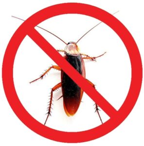 Cockroach infestation