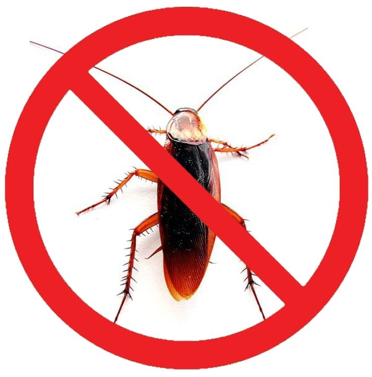 Cockroach infestation