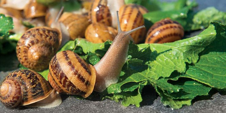 Identifying and preventing slug and snail damage
