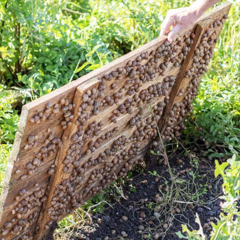 Slug and snail damage