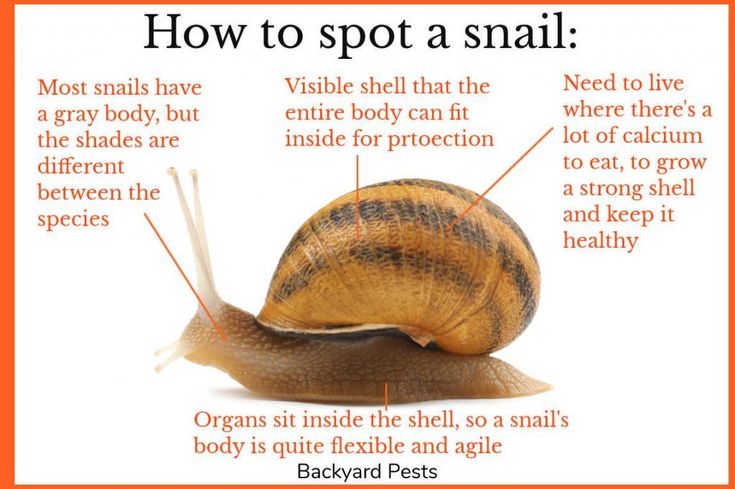 Slug and snail damage