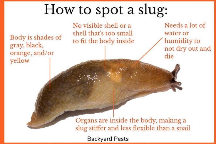 Slug and snail damage