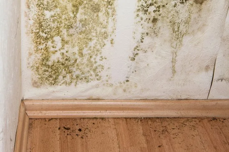 Mold awareness
