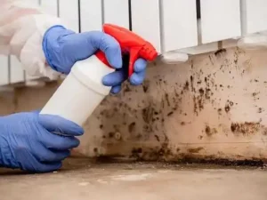 effective mold cleaning & removal techniques