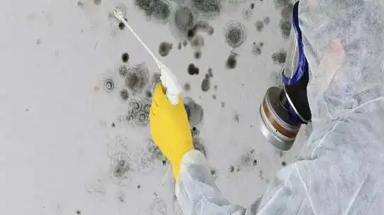 Effective mold cleaning & removal techniques