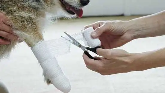 pet first aid