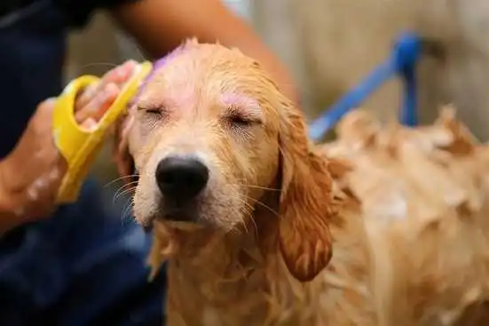 Pet care