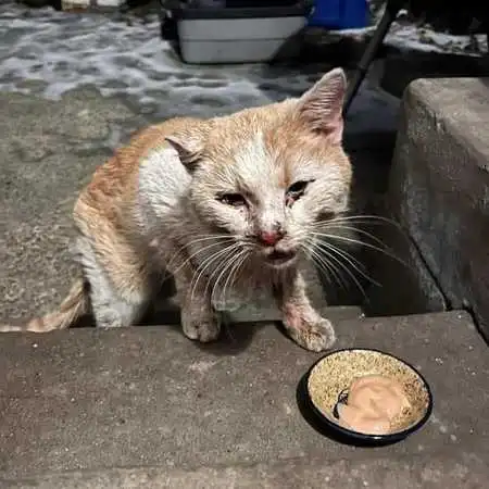 Pet health concern: inadequate diet