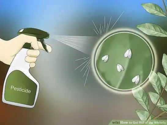 whitefly prevention