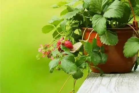 container gardening
