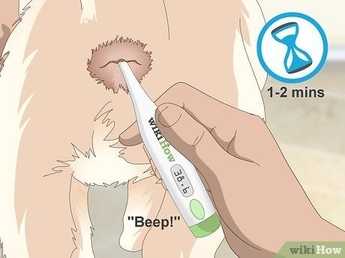 pet first aid temperature