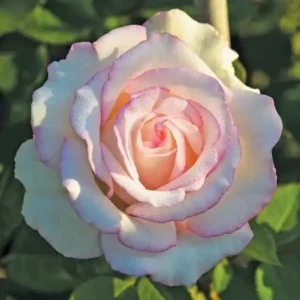 How to care for roses