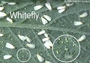 Whitefly