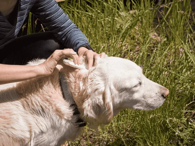 Tick repellent- hand removal method