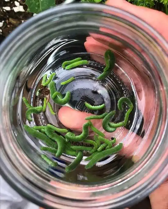 Hand picking cabbage worms