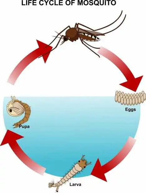  life cycle of a mosquito