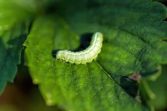 cabbage worms