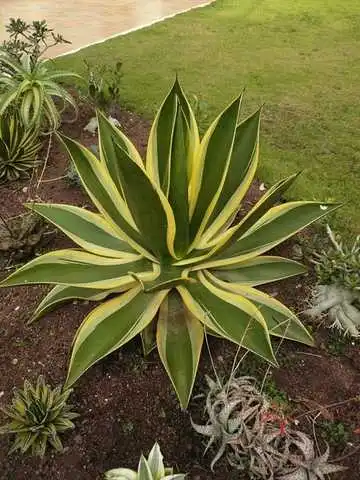 Drought tolerant plants