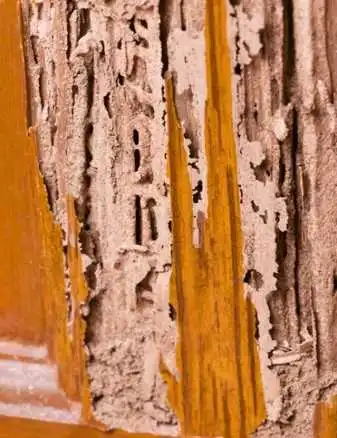 Termite identification