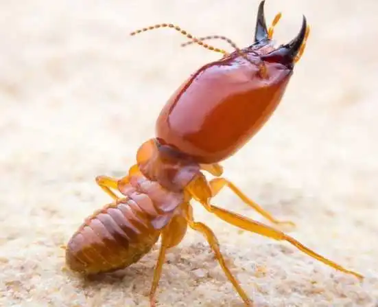 Termite identification