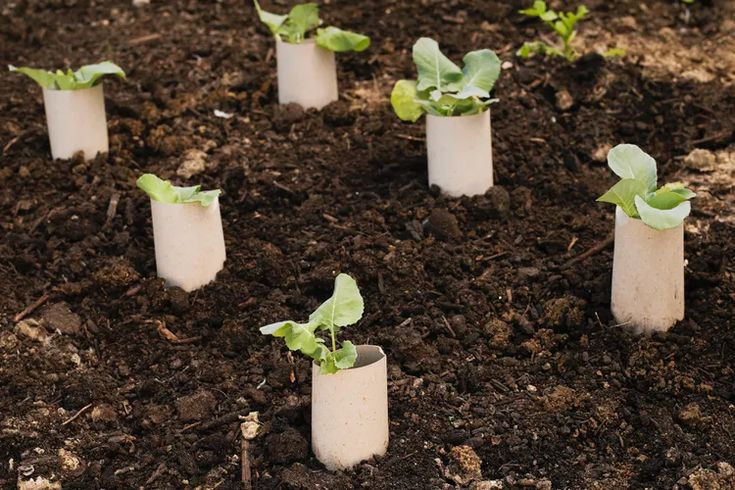 How to identify and control cutworms
