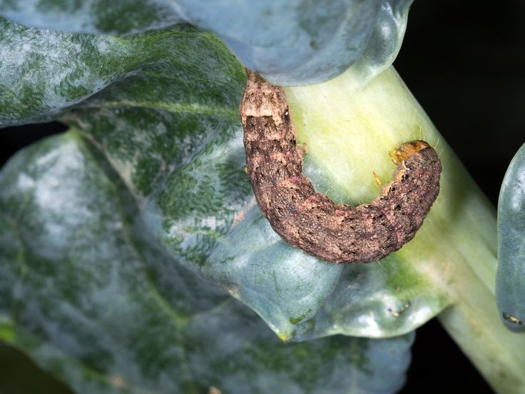 How to identify and control cutworms