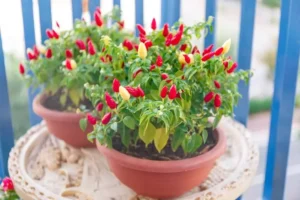 growing pepper indoor