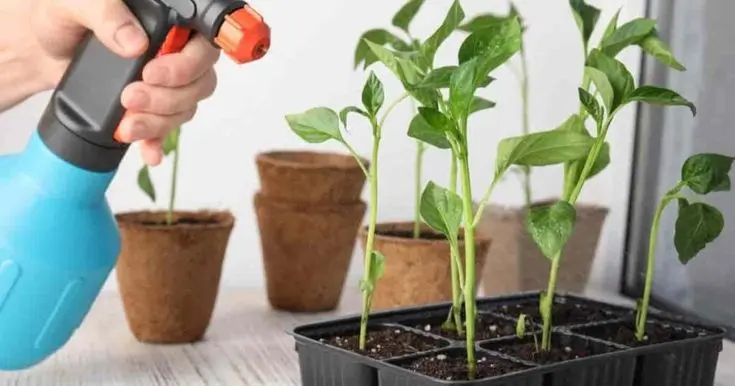 growing pepper indoor