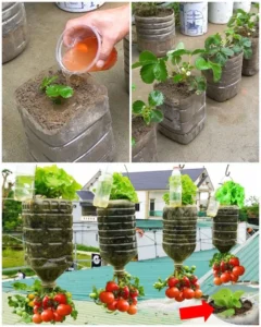 Growing vegetables in plastic bottles