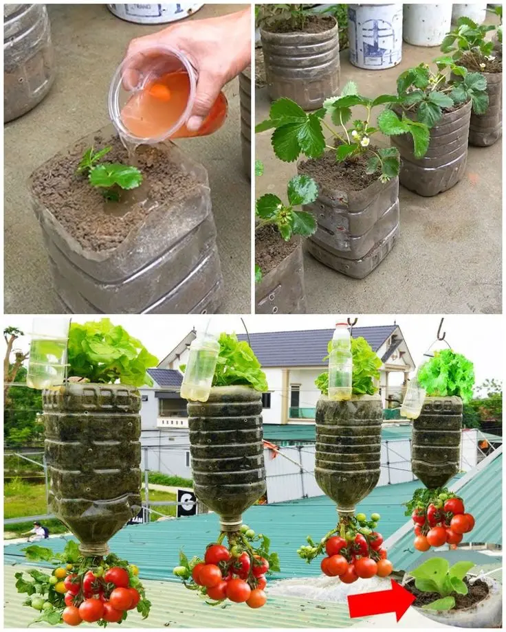 Growing vegetables in plastic bottles