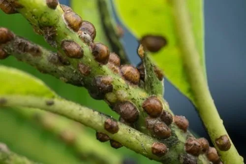 how to control scale insects