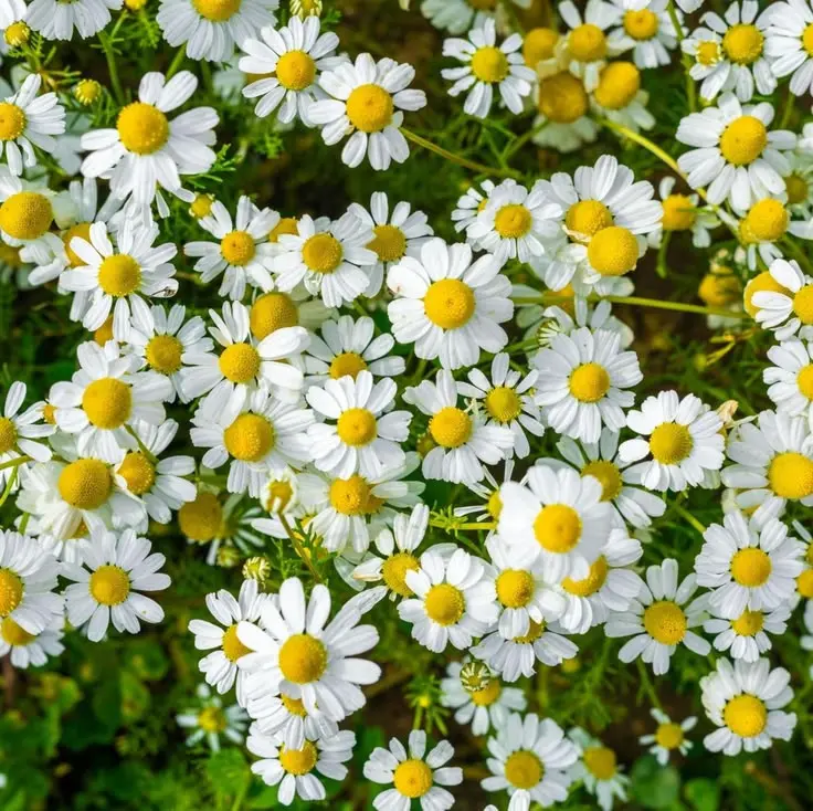 Chamomile grown in a garden | Entaliaz Household Services