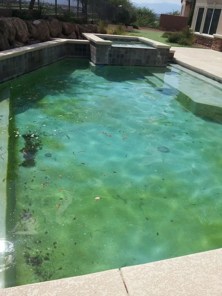 how to prevent algae growth in pool