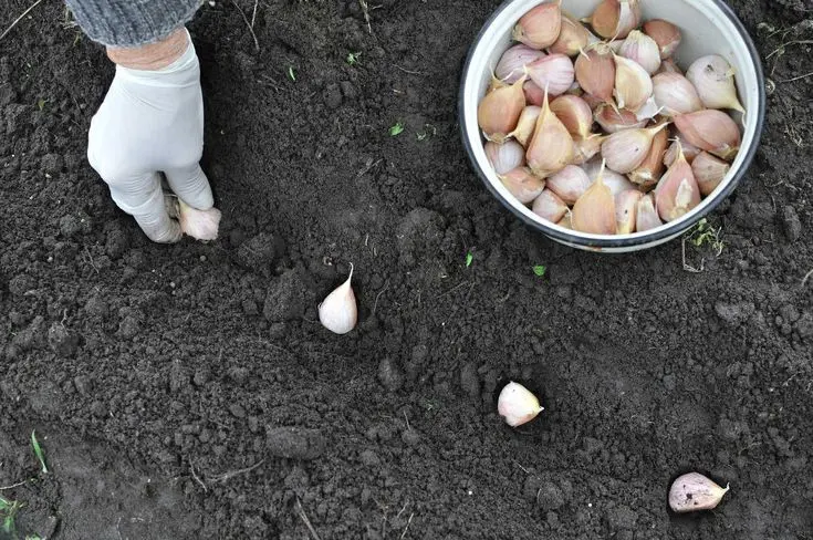 pest control: How to use garlic for pest control
