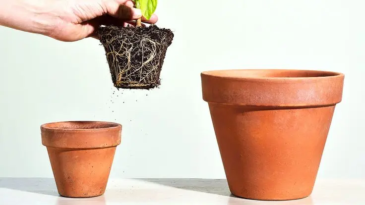 how to repot plants