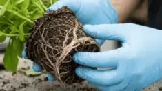 how to repot plants