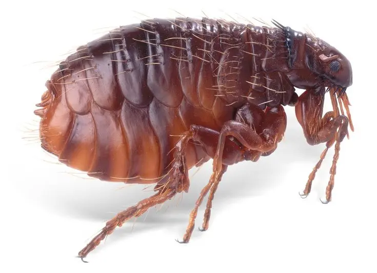 flea infestation