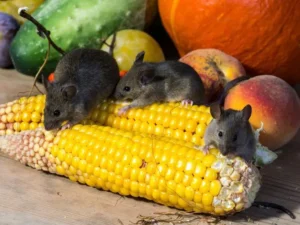 how to keep rodents out of the home naturally