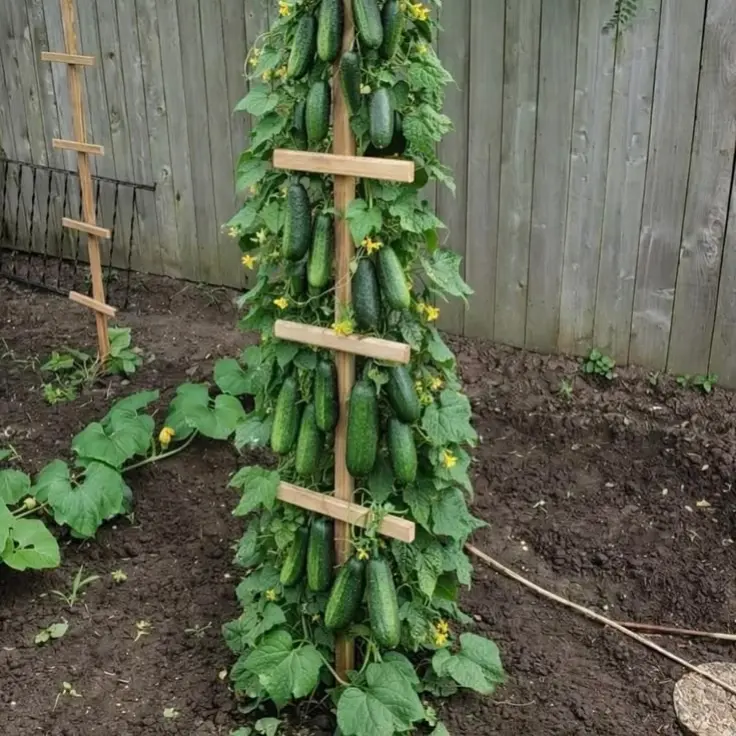 how to grow cucumbers vertically
