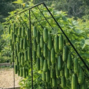 how to grow cucumbers vertically