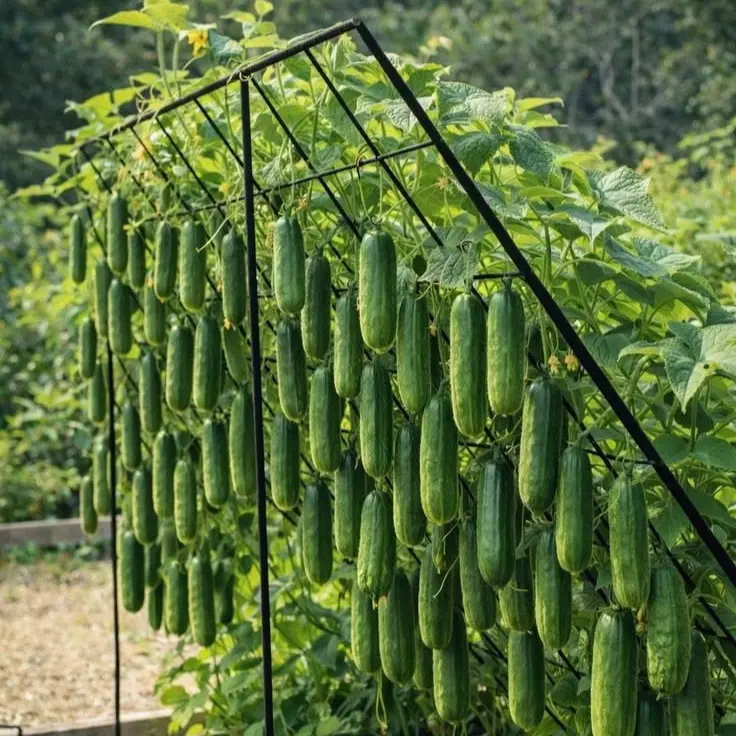 how to grow cucumbers vertically