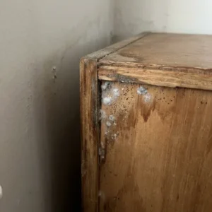 mildew